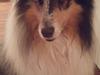 Collie langhåret Zeus