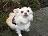 Chihuahua Cody 