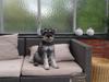 Dvaergschnauzer *RICKEY*