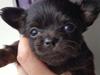 Chihuahua Nexu