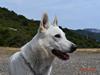Hvid Schweizisk Hyrdehund BeDaBlanco Brave Balthasar