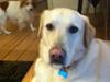 Labrador retriever Kessler