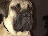 Bullmastiff Pablo