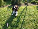 Engelsk springer spaniel Elton