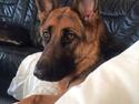 Schæferhund wupti r.i.p