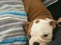 Engelsk bulldog Molosshuset Venus aka. Hera