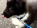 Shetland sheepdog Shenaja amarican dallas (Lucky)