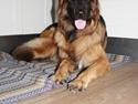 Schæferhund Arijel's Merle