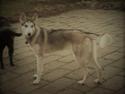 Tamaskan Dog Luna