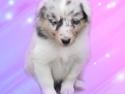 Shetland sheepdog Merle