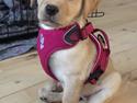 Labrador retriever Casey