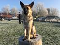 Schæferhund Miljo