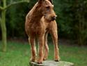 Irsk terrier Clinton