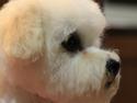 Bichon à poil frisé Castello