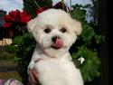 Bichon à poil frisé Cesco