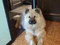 Eurasier Thimo