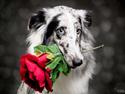 Shetland sheepdog Catalba's Tanzania/Alias Alma