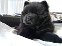 Chow chow Sumichows enzo