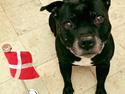 Staffordshire bull terrier Zicki