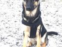 Schæferhund Delta