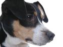 Dansk svensk gaardhund Vaks