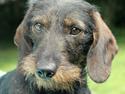 Dværggravhund Højsletgaard's Izza