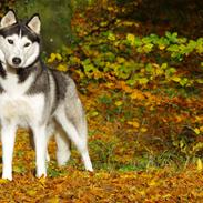 Siberian husky Mesmocan Kida of Kiowa (Kida)
