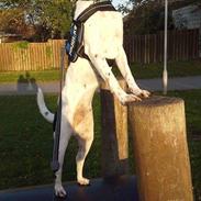 Dansk svensk gaardhund pablo