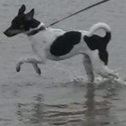 Dansk svensk gaardhund pablo