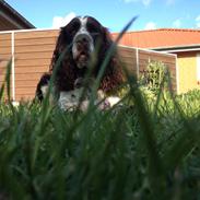Engelsk springer spaniel Elton