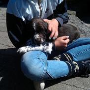 Engelsk springer spaniel Elton