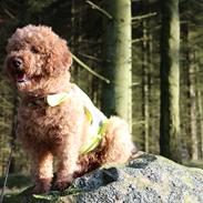 Blanding af racer (Labradoodle) Balder