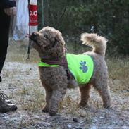 Blanding af racer (Labradoodle) Balder