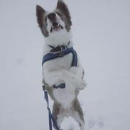 Border collie Yatzy