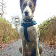 Border collie Yatzy