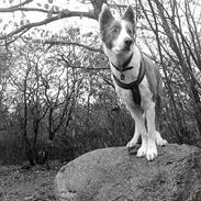 Border collie Yatzy