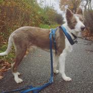 Border collie Yatzy