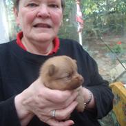 Pomeranian Anes Rødtop