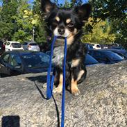 Chihuahua Pago Pjevsen *Delehund*