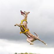 Whippet Silas (Tanalorn Kelvin Knock Out)