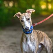 Whippet Silas (Tanalorn Kelvin Knock Out)