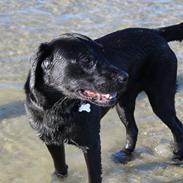 Labrador retriever Aston Martin