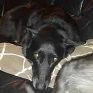 Blanding af racer Flisa