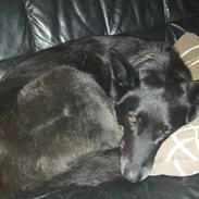 Blanding af racer Flisa