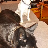 Blanding af racer Flisa