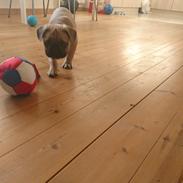 Fransk bulldog Buller 