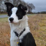 Border collie Hollie