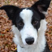 Border collie Hollie