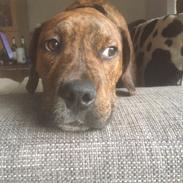 Blanding af racer Thor