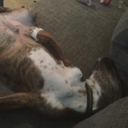 Blanding af racer Thor